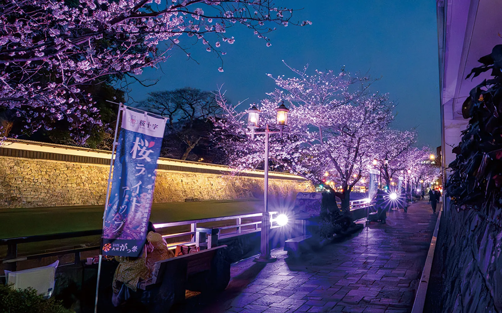 希望を灯す熊本城桜ライトアップ